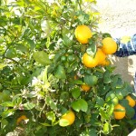 Lemon-Hvar