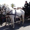 lipizzaner horses