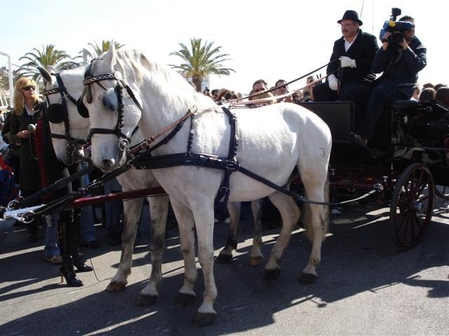 Lipizzaner horses in Split img