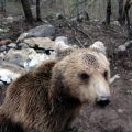 Bear in Velebit