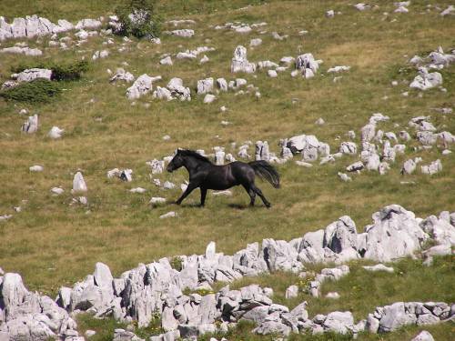 Wild horses Velebit