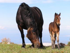 nationalpark velebit