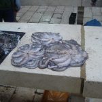 Fish market in Split (4)