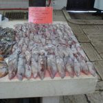 Fish market in Split (5)