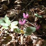 Plitvice flowers