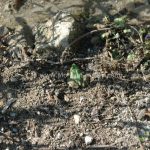 Plitvice nature frog