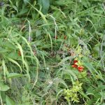 Plitvice wild berries