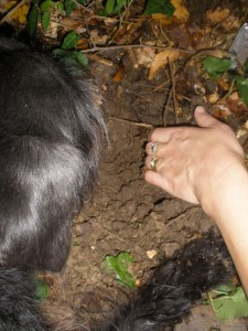 Istria truffle Hunting (3)