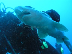 Shark Croatia