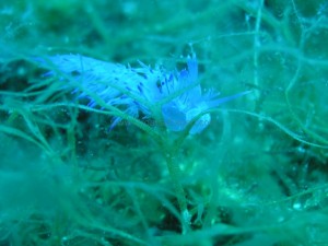 Underwater beauty