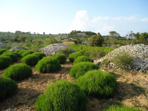 Hvar Lavender