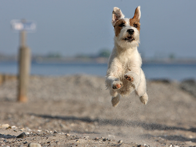 Dog beach