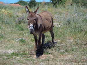 Donkey on Solta