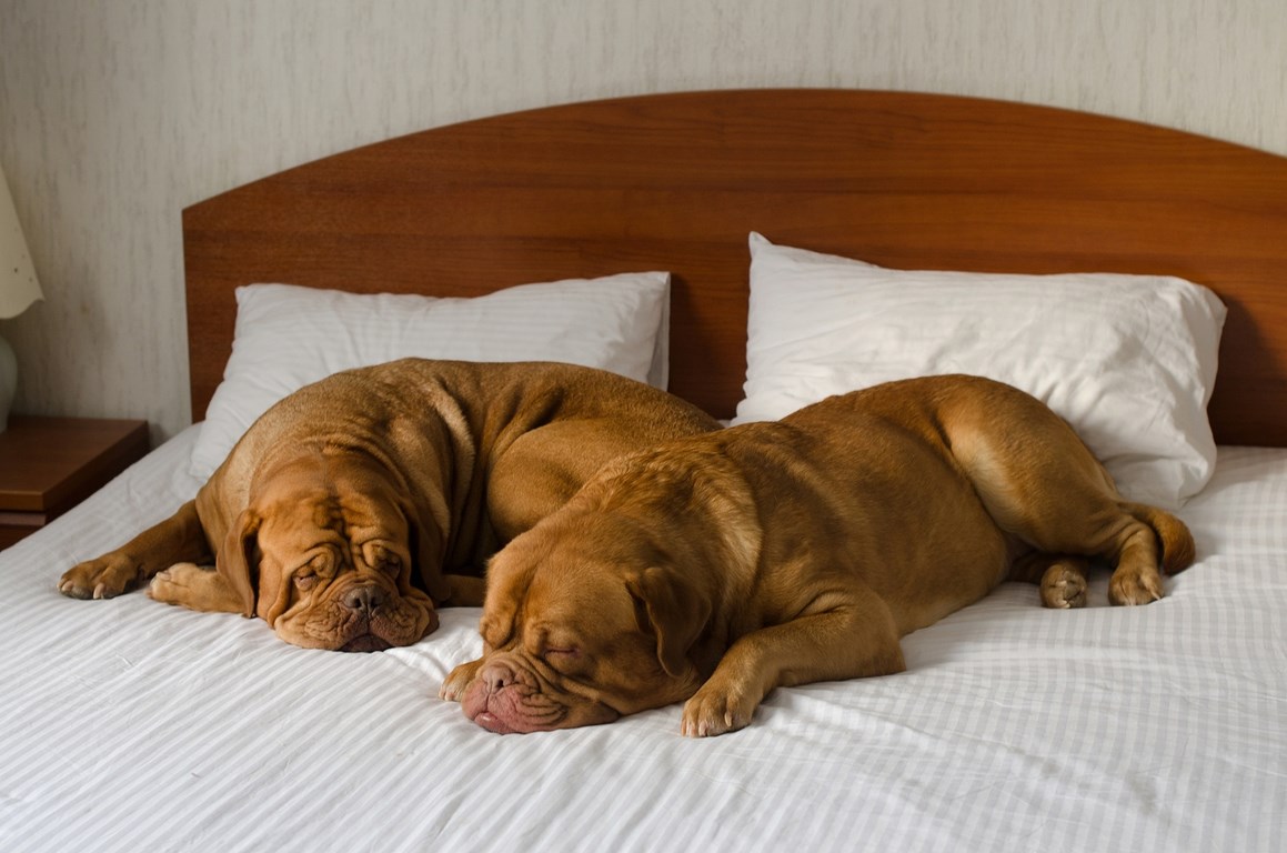 dogs-in-hotel-bed