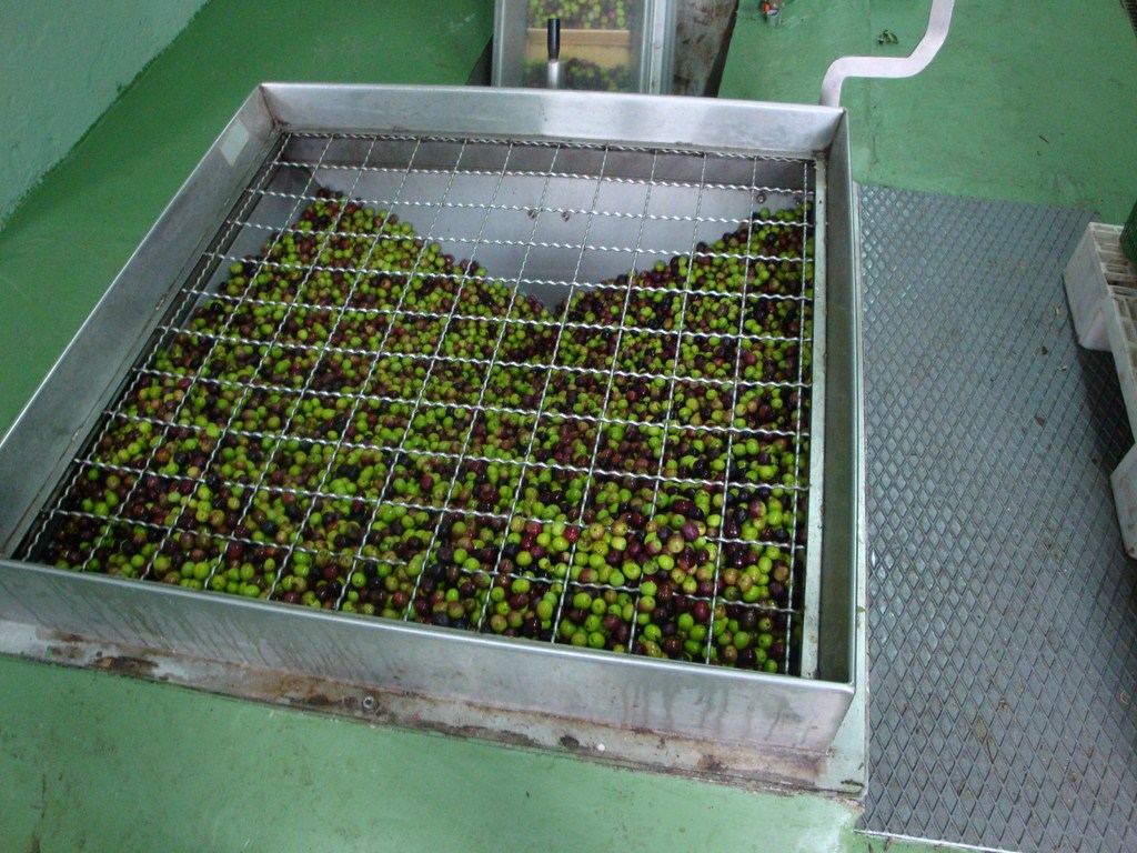 our olives ready to be pressed