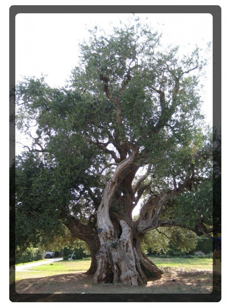 old olive tree