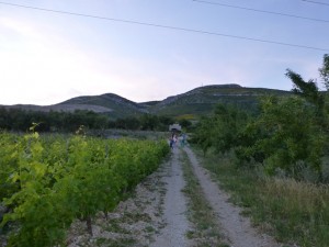 Kuzmanic vineyard