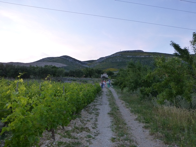 Kuzmanic vineyard